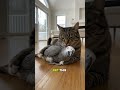 Parrot Calls 911 on His Own Cat – Funniest Bird Meltdown Ever! #shorts #comedy #parrot