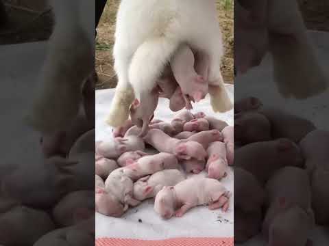 Cute rabbit baby😍#shorts #rabbit #shortsvideo #shortsfeed #status #share #subscribe #viral