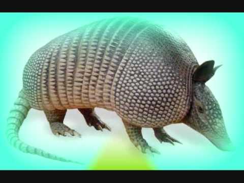 los armadillos de la sierra  roberto villa.