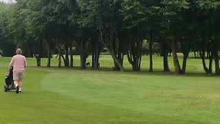 Deer at SandMartins Golf Club