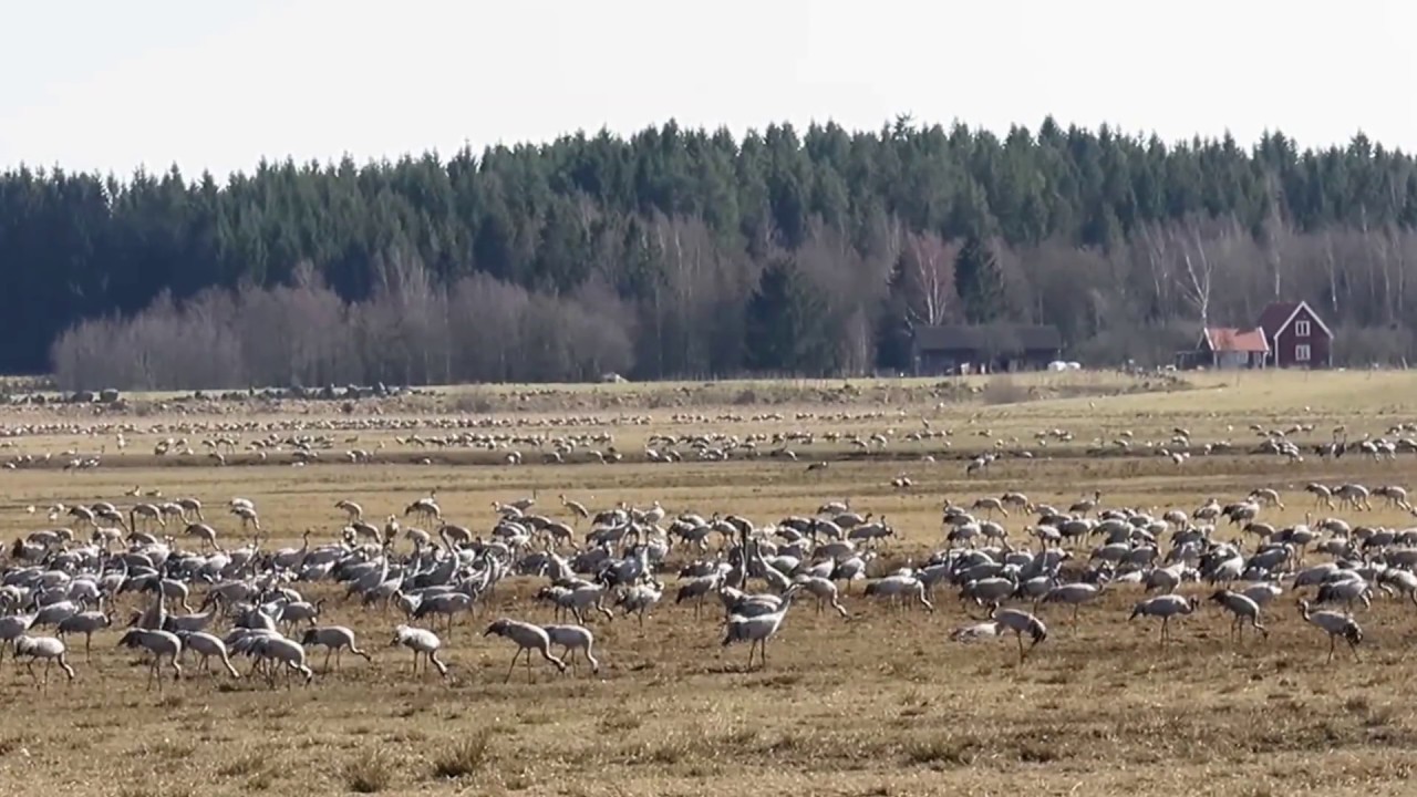 Trandansen vid Hornborgasjön 2017 - YouTube