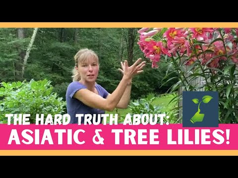 Video: Njega astečkih ljiljana: saznajte više o uzgoju astečkih ljiljana u vrtu