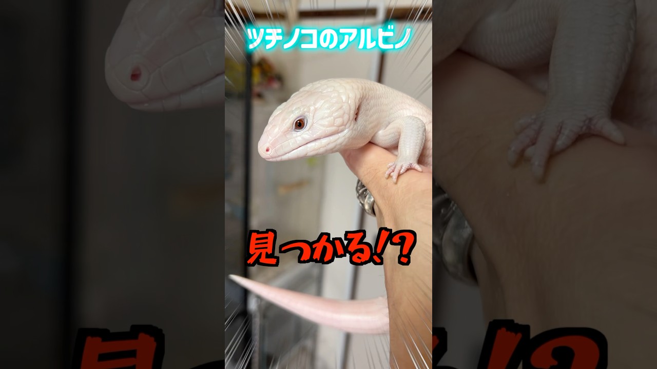 Albino Tsuchinoko discovered! - YouTube