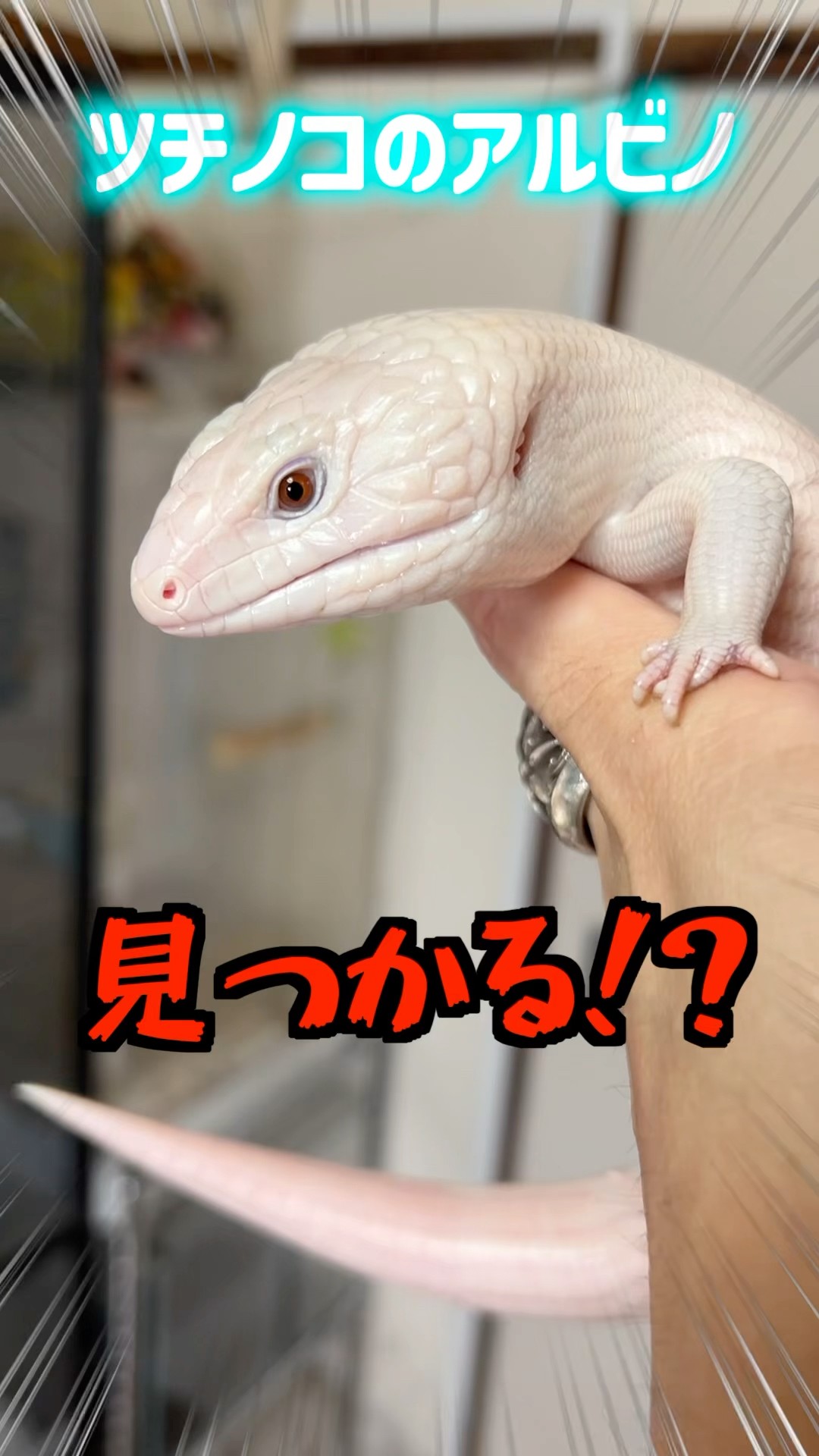 LCD-028 ：ALBINO TEODORO（アルビーノ・テオドロ）～モノトーン