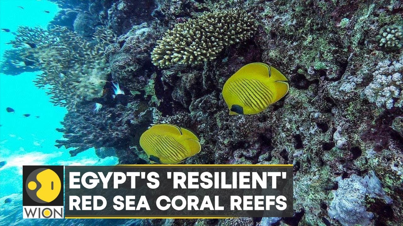 WION Climate Tracker: Egypt's Red Sea coral reefs resilient but under stress | Latest English News