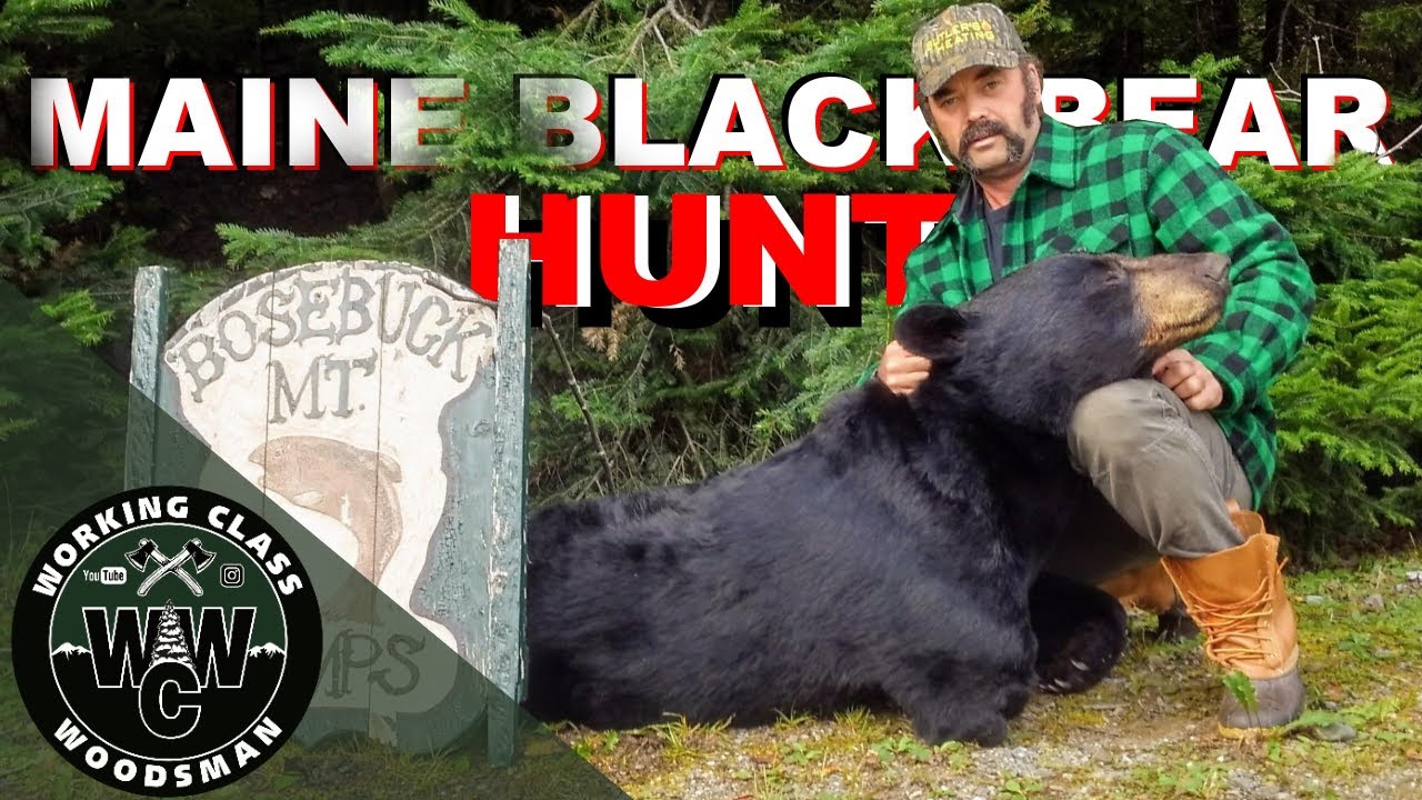 Hunting and Butchering Wild Black Bear
