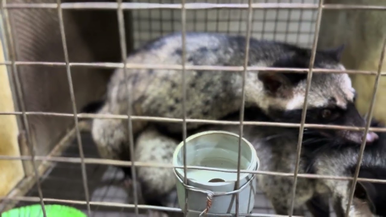 Cái cam lên giống 