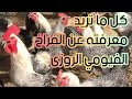 الفراخ الفيومي الروزى وكل ما تريد معرفته عنها وهل تصلح لإنتاج البيض ام لا وكل مميزاتها وعيوبها