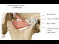 Two Minutes of Anatomy: Lateral Pterygoid and Medial Pterygoid Muscles