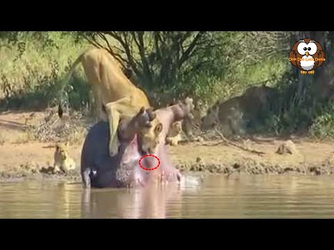 Video: Di Mana Kuda Nil Ditemukan