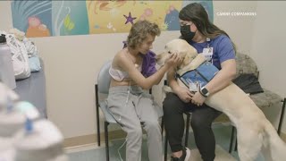 Working Fur Kids | Rady Children's shares the potential impact of resident canine therapy in San Die