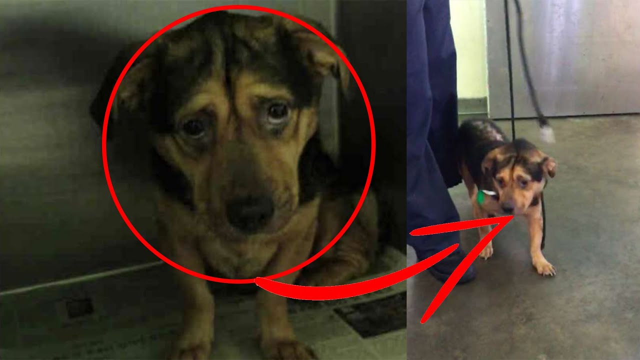 Couple Adopt Sad Dog Despite Multiple Warnings From The Animal Shelter