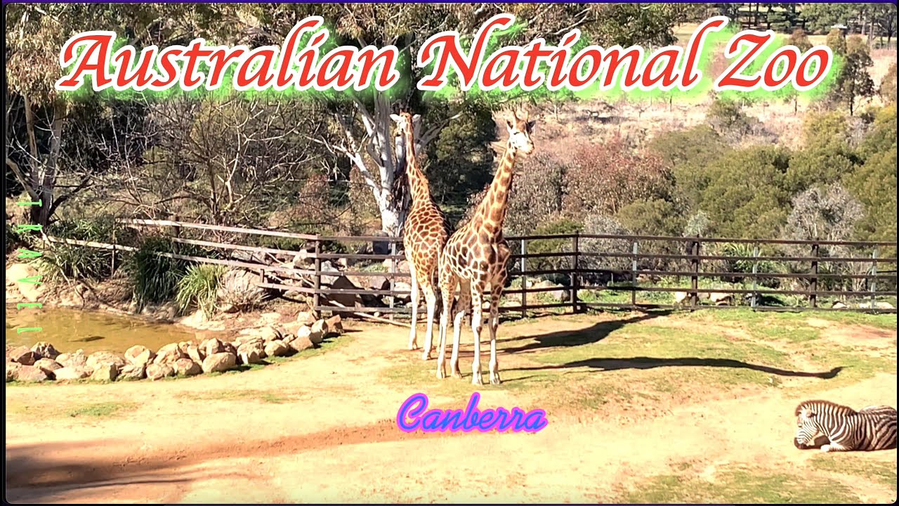 National Zoo and Aquarium Canberra Australia 2