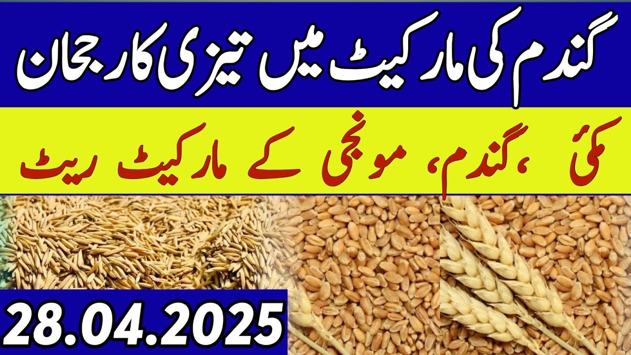 Gundam ki market main tezi || Munji rates 2025 || Gandum rate 2025 ...