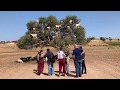 Goats in a Tree in Morocco