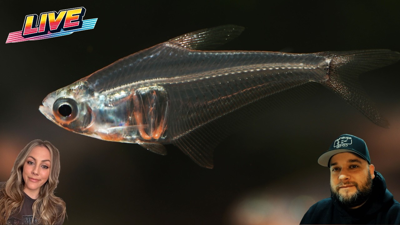 Let's Solve Your Fishkeeping Questions - Steenfott Aquatics Live