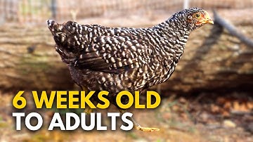Ultimate Guide to Raising Chickens from Brooder to Coop
