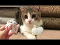 Aww 🐱 Cat Reaction Videos | Top Funny &amp; Crazy Cats #16