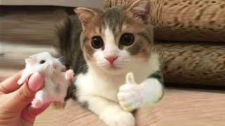 Aww 🐱 Cat Reaction Videos | Top Funny &amp; Crazy Cats #16