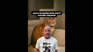 70+ memes and templates for CapCut 👍