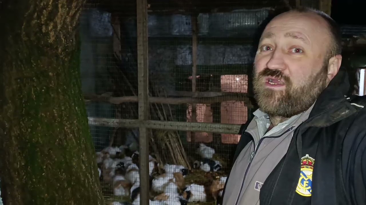 Мои морские свинки 🐹🐼🐹🐼🐹🐼🐹🐼🐹🐼🐹🐼🐹🐼🐹🐼🐹🐼🐹🐼🐹🐼🐹