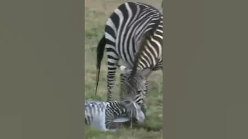 Роды у зебры #shorts #зебра #funny animals