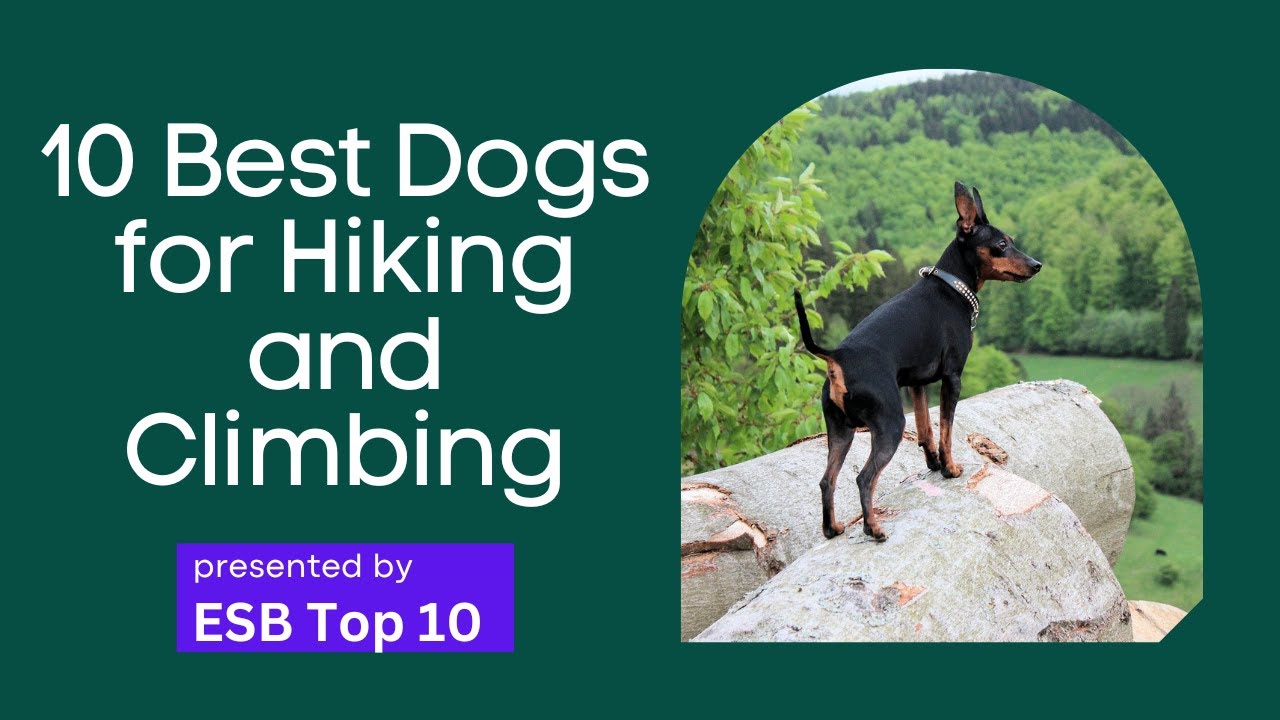 10 Best Dogs for Hiking and Climbing | ESB Top 10 