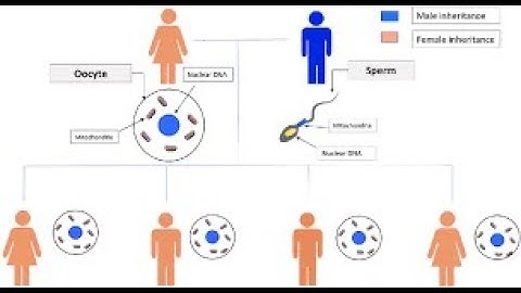 Mitochondrial Inheritance; transmission of genetic material found in mitochondria