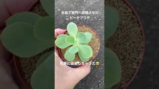 【多肉植物】徒長しちゃったピーチプリデ