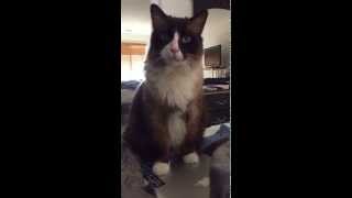 Hungry Ragamuffin Cat by Nikki Sienna Sanoria 26,741 views 9 years ago 1 minute, 14 seconds