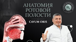 Анатомия ротовой полости / CAVUM ORIS