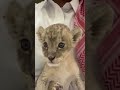علم الي يهايط يقصر ازعاجه باشات شمر علم الي يهايط يقصر ازعاجه باشات شمر