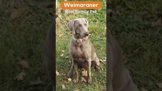 Weimaraner best family pet | qk9services