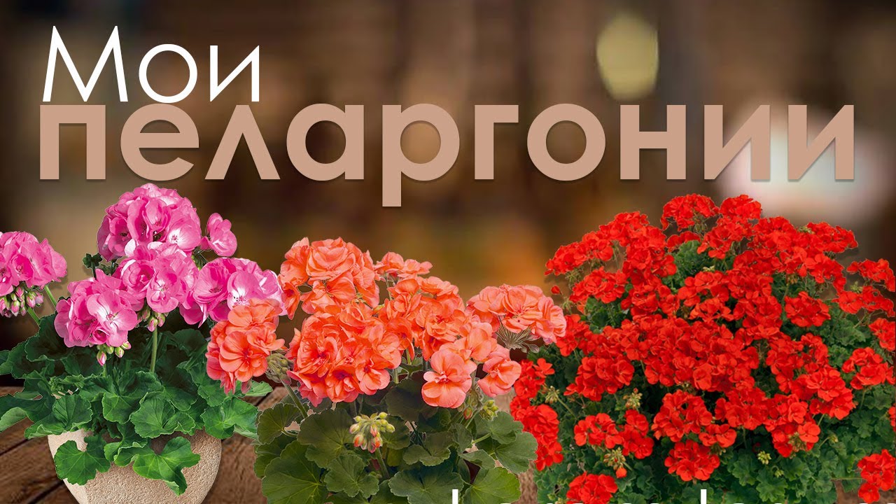 Мои пеларгонии