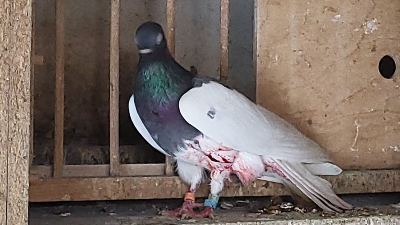 MASAKRA DZIŚ 🤬🤬LOT ZGINĄŁ GOŁĘBI 🙉OGROMNE BRAKI 💪💪SUPER FILM DZIŚ ZAPRASZAM DO FOTELI OGLĄDAMY 👌👌🫶🫶