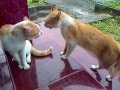 Kucing Berantem Rebutan Wilayah, Siapakah yang menang ?