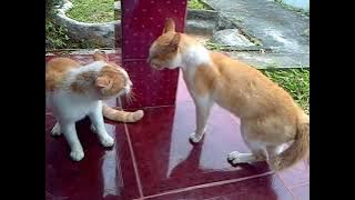Kucing Berantem Rebutan Wilayah, Siapakah yang menang ?