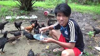 Ngasih makan Ayam Kampung