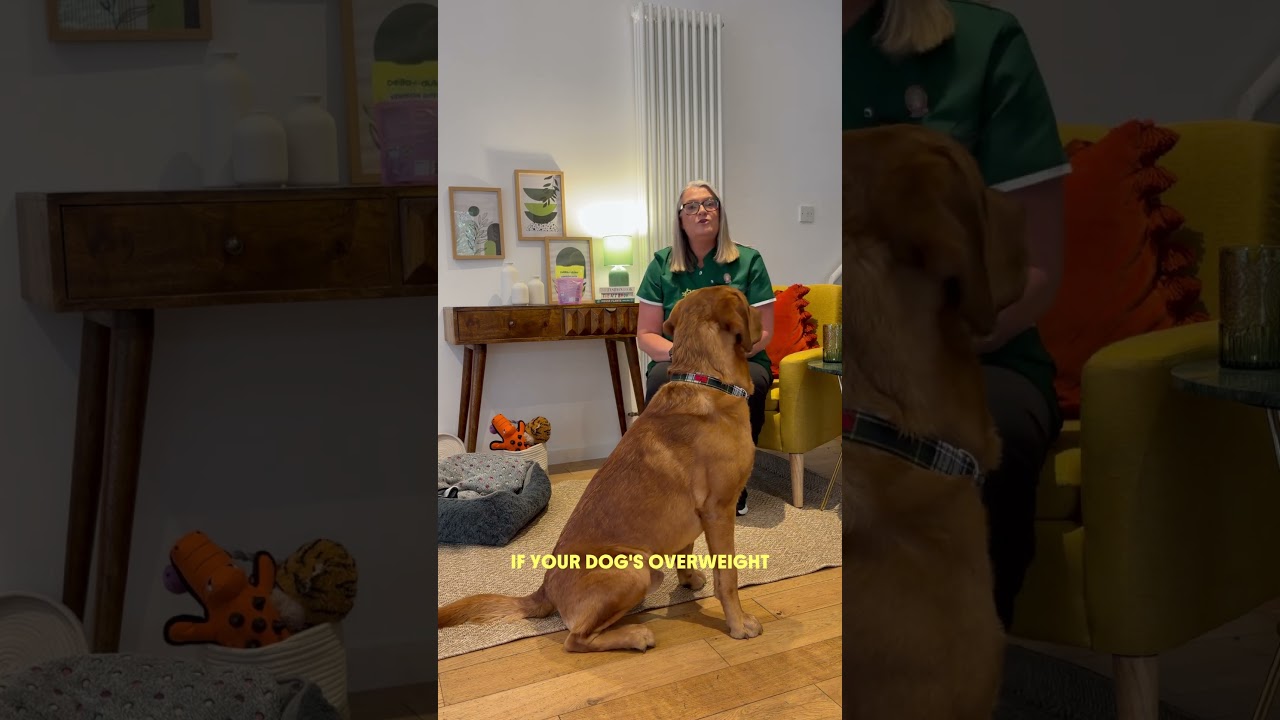 Показатель упитанности показывает, имеет ли ваша собака недостаточный, избыточный или нормальный ...