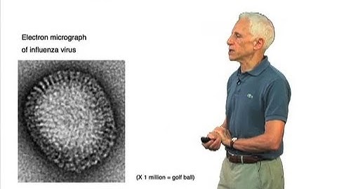 Influenza virus particle - Stephen Harrison (Harvard/HHMI)