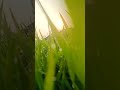 hamar fasal #newvideo #shortpants #farming #shortshorts #trendingshorts #shortshorts