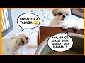 INUBUSAN NA KAMI NG GULAY, WALA NA KAMING ULAM 😱 | PRINCESS SHIH TZU FUR LIFE