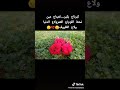 ميت اني عقيد الحياة 
