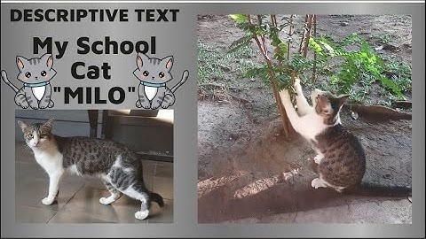 DESCRIPTIVE TEXT (MY SCHOOL CAT "MILO")