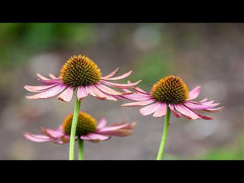 Vídeo: Echinacea Herbal Uses: Aprenda sobre o uso medicinal de Coneflowers