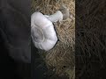 Single Mushroom of 360 Gram😯😋🥳 #mushroom #mushroomfarming #shorts