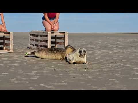 The release of seals Polaris & PauPau 🦭