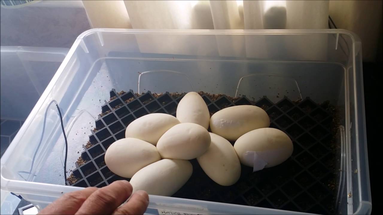 python sleep Ball/Royal Python, 2 new clutches and an ovulation. Update.