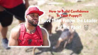 How to build confidence in your puppy?! Follow the leader!! #americanbully