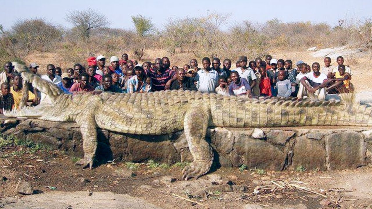 15 Abnormally Large Crocodiles that actually Exist